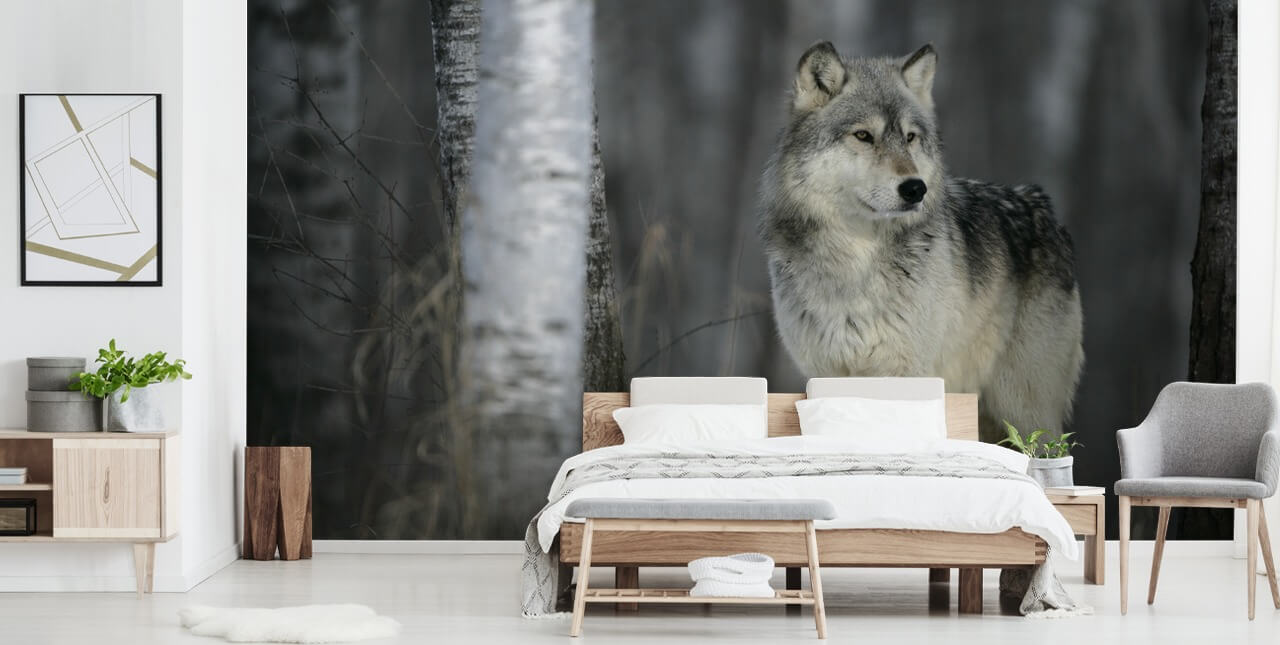 Grey Wolf in Wood Wall Mural Grey Wolf in Wood Wall Mural