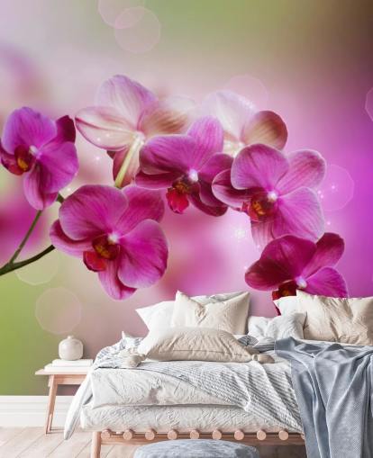 Purple Orchid Wallpaper Purple Orchid Wallpaper