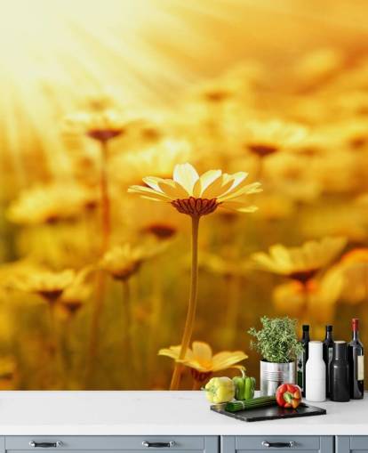 Golden Daisy Wallpaper Golden Daisy Wallpaper