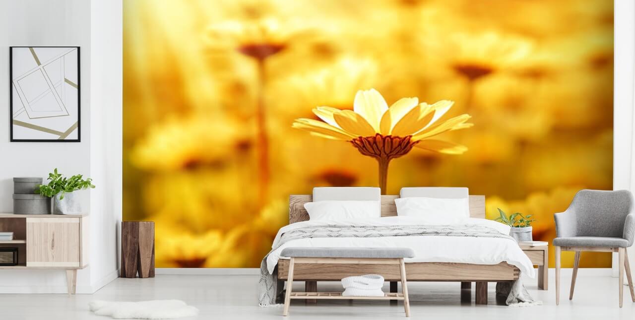 Golden Daisy Baggrund Golden Daisy Baggrund
