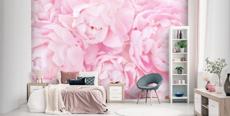 pink peonies close up wallpaper