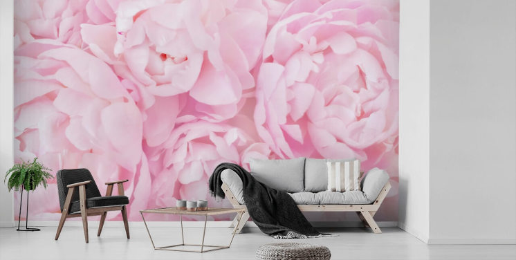 rosa peonies närbild tapeter