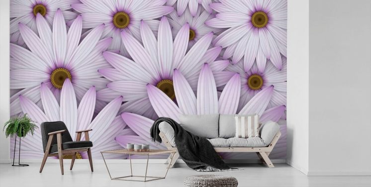 Lilla Daisies Baggrund