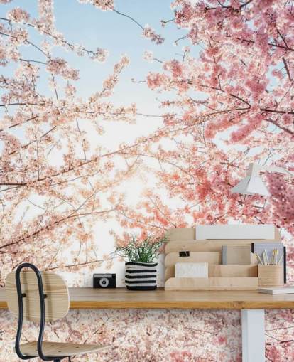 lyserøde kirsebærblomstgrene mod blå himmel tapet lyserøde kirsebærblomstgrene mod blå himmel tapet