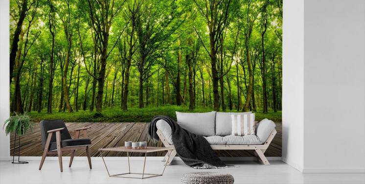 Forest Wallpaper & Tree Wall Murals | Wallsauce US