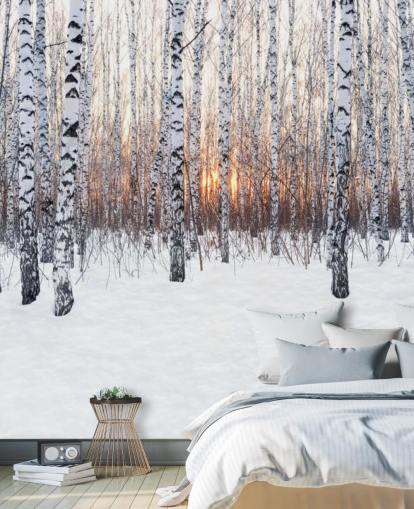 Snowy Birch Tree Woodland med solnedgang Snowy Birch Tree Woodland med solnedgang