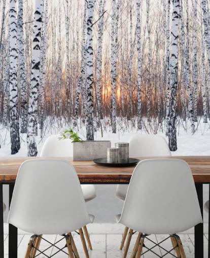 Snowy Birch Tree Woodland with Sunset Wallpaper Snowy Birch Tree Woodland with Sunset Wallpaper