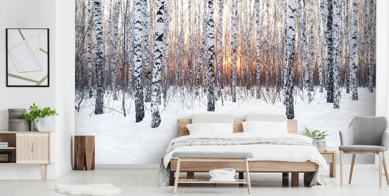 Snowy Birch Tree Woodland mit Sonnenuntergang Wallpaper