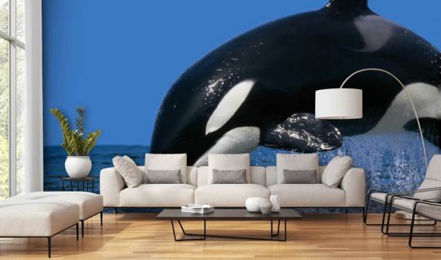 Orca behang