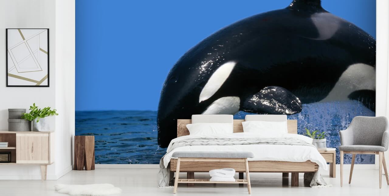 Orca Wallpaper Orca Wallpaper