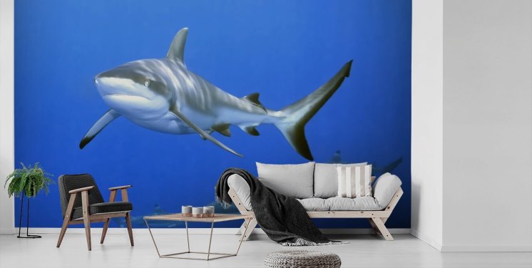 Shark Wallpaper & Wall Murals | Wallsauce AU