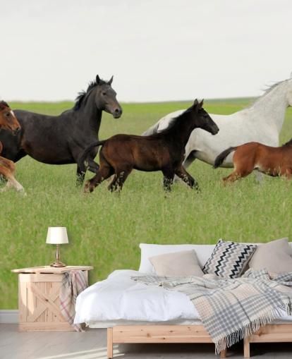 Gruppe af Heste i Lang Grass Baggrund Gruppe af Heste i Lang Grass Baggrund