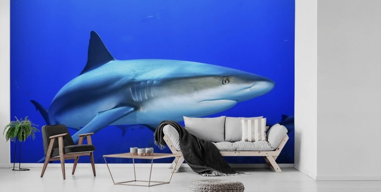mural tiburón solitario
