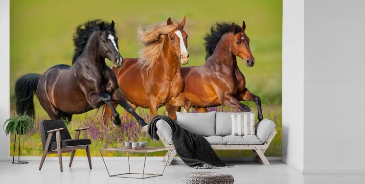 Tre heste, der kører i en Heather Field Baggrund