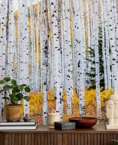 Black and White Birch Trees and Mustard Foliage Wallpaper Black and White Birch Trees and Mustard Foliage Wallpaper