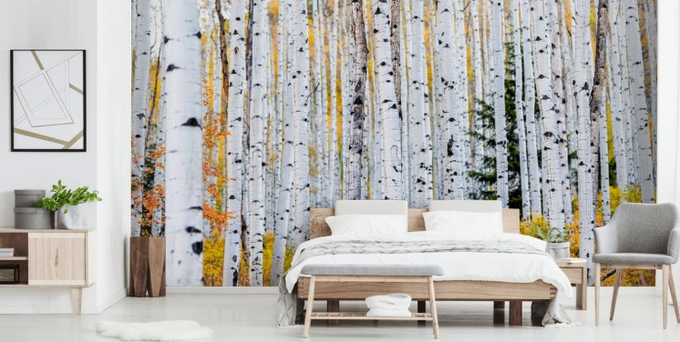 Black and White Birch Trees and Mustard Foliage Wallpaper