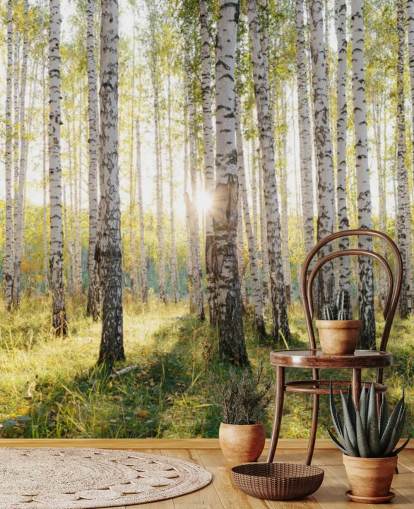 Carta da parati con foresta di betulle Carta da parati con foresta di betulle