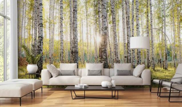 Birch Tree Wallpaper & Wall Murals | Wallsauce US
