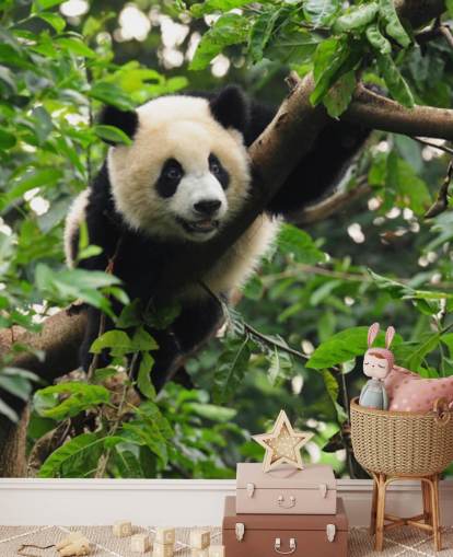 young panda climbing tree wallpaper young panda climbing tree wallpaper