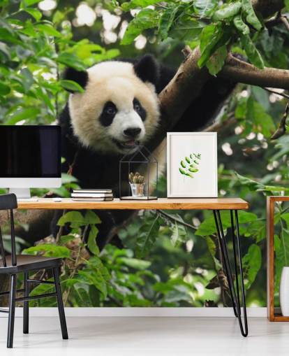 ung panda klatring træ tapet ung panda klatring træ tapet