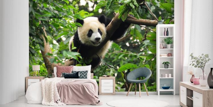 Peek A Boo Panda Cute Panda Wallpaper