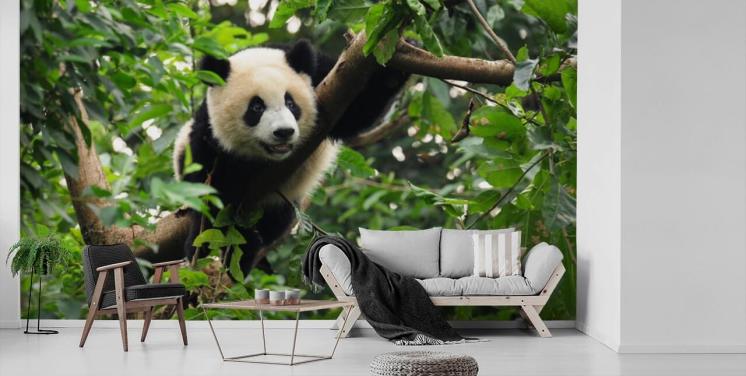 ung panda klatring tre tapet