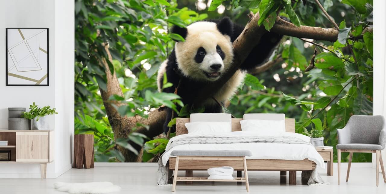 Peek A Boo Panda Cute Panda Wallpaper