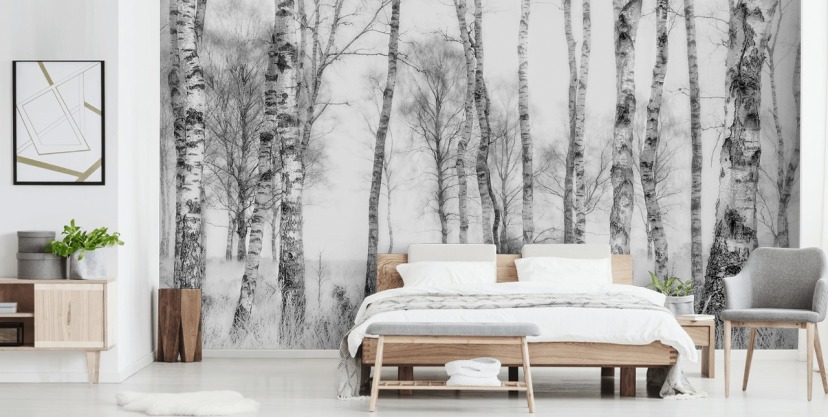 Birch Tree Wallpaper & Wall Murals | Wallsauce US