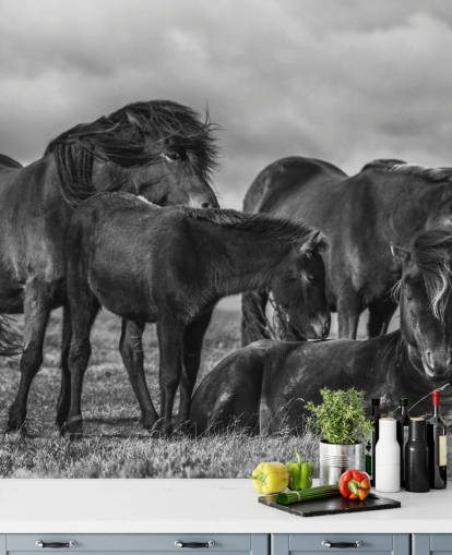 Black and White Horses Wallpaper Black and White Horses Wallpaper