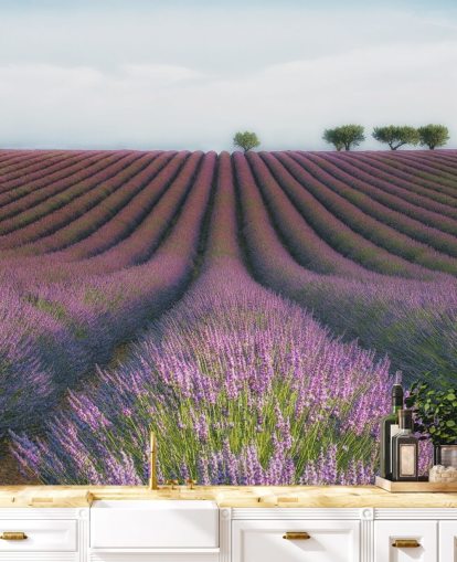 Rader av lavendel Bakgrunn Rader av lavendel Bakgrunn