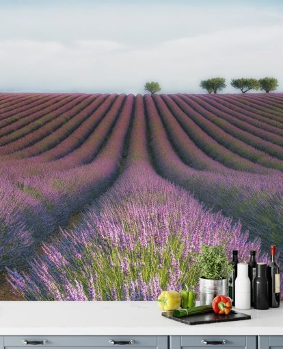 Rader av lavendel Bakgrunn Rader av lavendel Bakgrunn