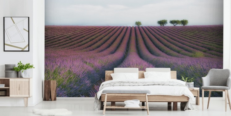 Rijen lavendel behang