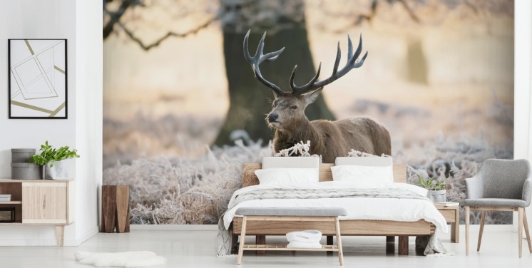 Hirsch im Winter Einstellung Tapete