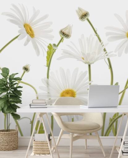 large daisies growing from ground wallpaper large daisies growing from ground wallpaper