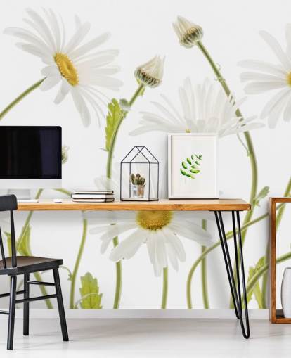 large daisies growing from ground wallpaper large daisies growing from ground wallpaper