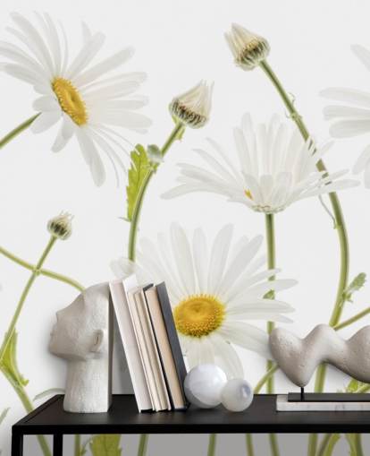 large daisies growing from ground wallpaper large daisies growing from ground wallpaper