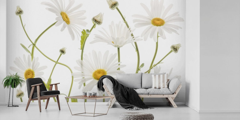 Daisy Blooms Wallpaper Wall Mural by Magic Murals