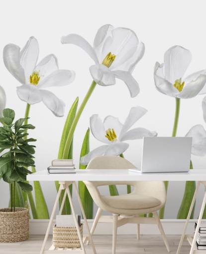 white tulips growing from ground wallpaper white tulips growing from ground wallpaper