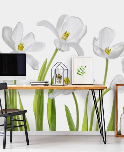 valkoiset tulppaanit kasvavat maasta tapetti valkoiset tulppaanit kasvavat maasta tapetti