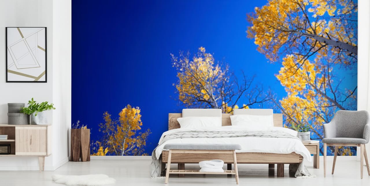 Fall in Colorado Blue Sky Wallpaper