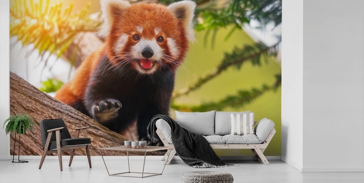 tilpasset rød panda tapet kalt Playful Red Panda for hjem og kontorer
