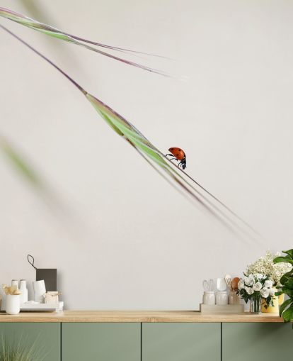 Ladybird on Leaf Wall Wallpaper Ladybird on Leaf Wall Wallpaper