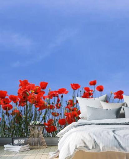 red poppies in a field wallpaper red poppies in a field wallpaper