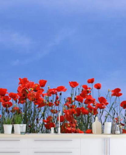 red poppies in a field wallpaper red poppies in a field wallpaper