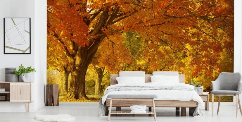 Forest Wallpaper & Tree Wall Murals | Wallsauce UK