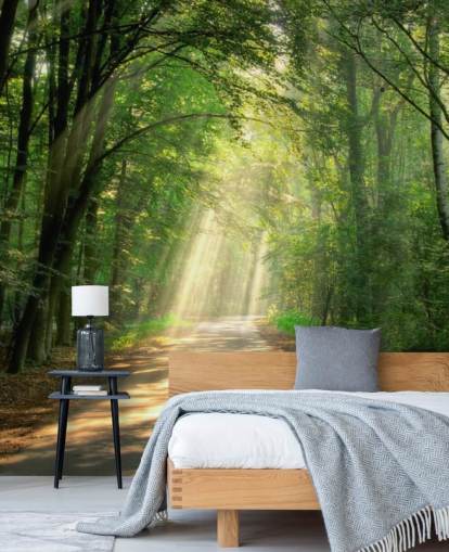 sunlit forest path wallpaper sunlit forest path wallpaper