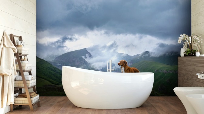 ginger retriever on mountain top wallpaper