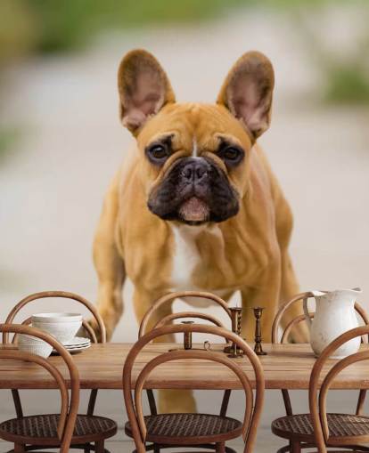 tan and brown french bulldog running wallpaper tan and brown french bulldog running wallpaper