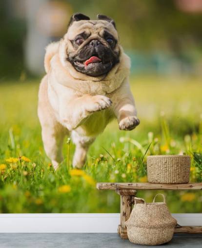 cute pug running in a dandelion field wallpaper cute pug running in a dandelion field wallpaper