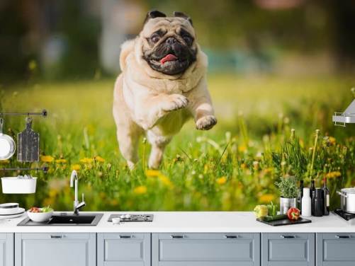 pug bonito correndo em um papel de parede de campo de dente-de-leão